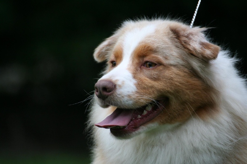 Havannah des tribus de Mataoka