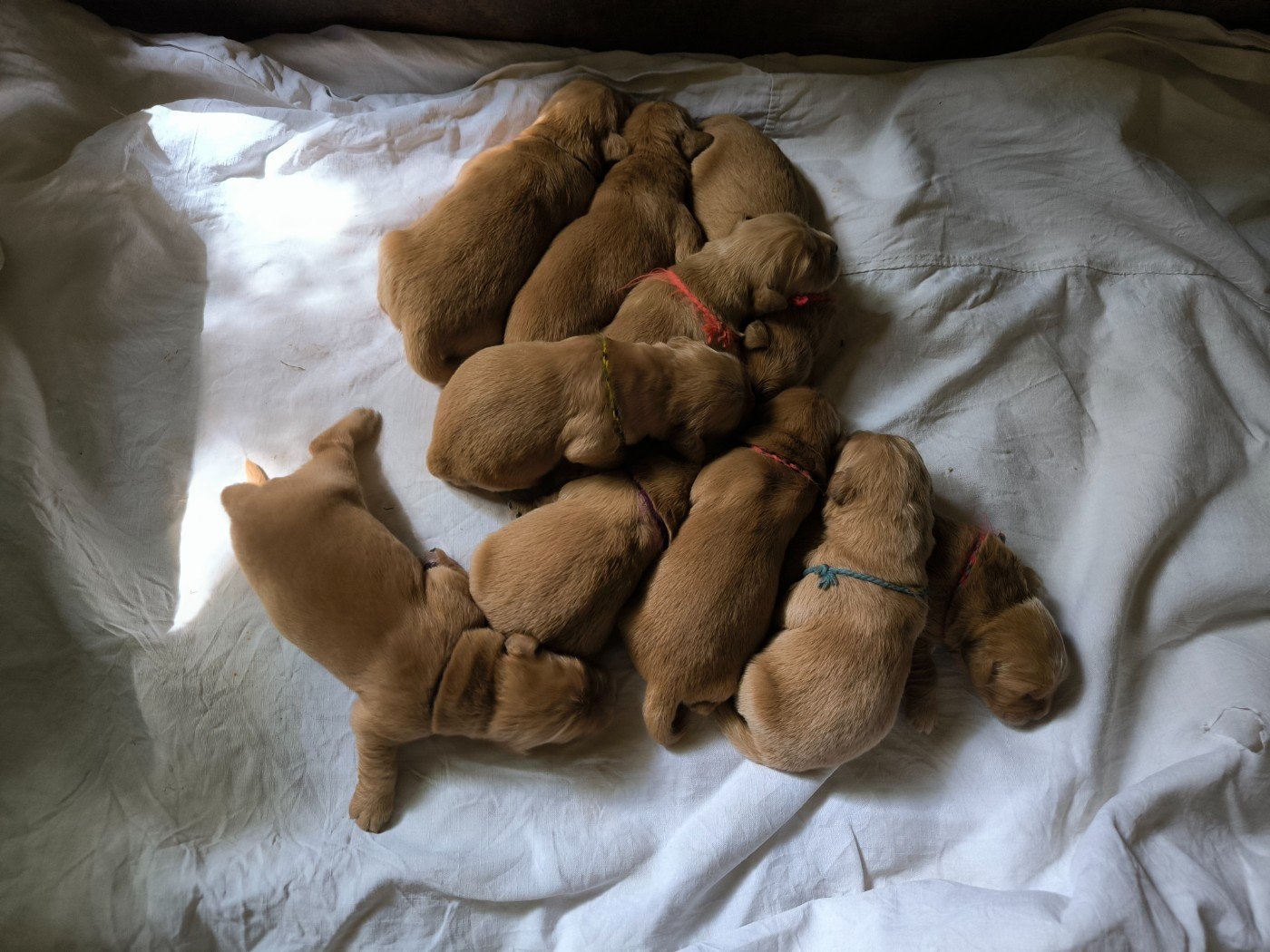 des tribus de Mataoka - Chiots disponibles - Golden Retriever