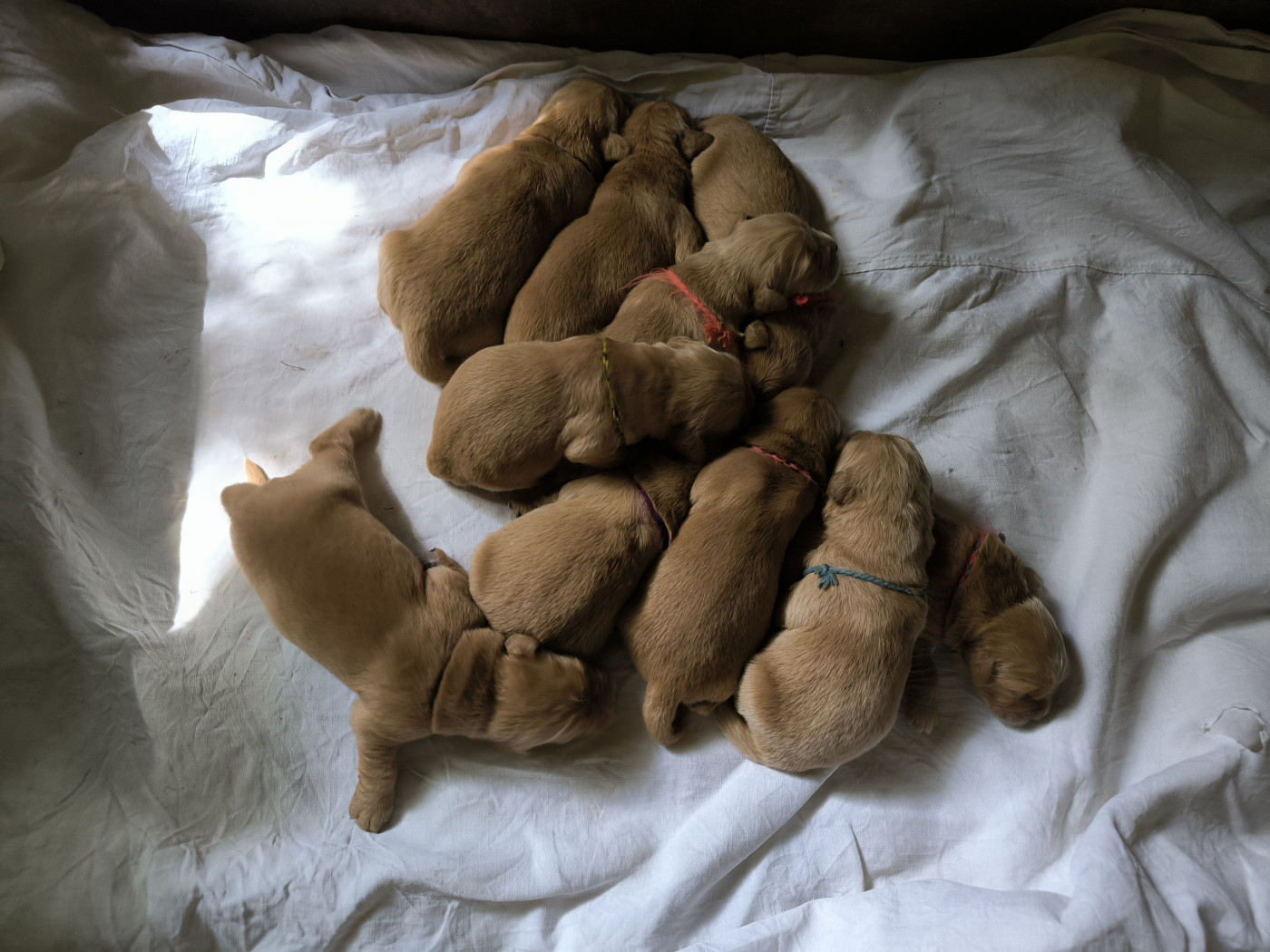 des tribus de Mataoka - Chiots disponibles - Golden Retriever