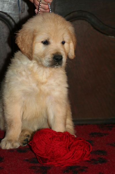 des tribus de Mataoka - Golden Retriever - Portée née le 05/12/2014