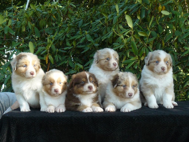 Chiot Berger Australien des tribus de Mataoka