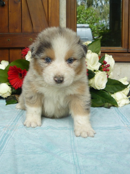 des tribus de Mataoka - Berger Australien - Portée née le 12/05/2012