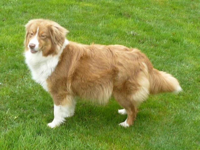 Chiot Berger Australien des tribus de Mataoka