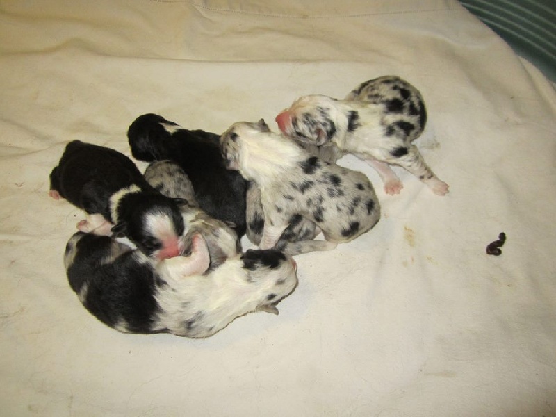 Chiot Berger Australien des tribus de Mataoka